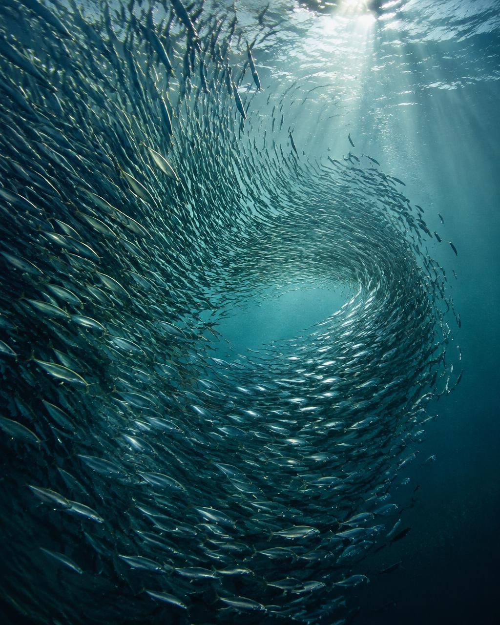 A school of fish moving together through turquoise water